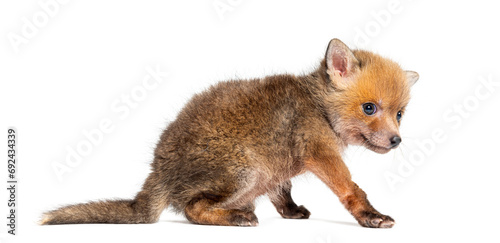 Rear view of a Sitting five weeks old Red fox cub, isolated on white