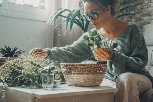 One woman at home sitting and doing gardening nature activity indoor with succulenta plants. Concept of natural lifestyle female people. Sustainable green indoor leisure activity indoor apartment photo