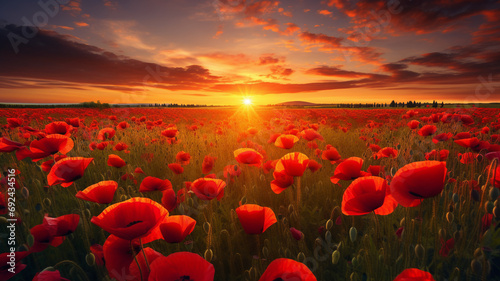 poppy field under the golden sunset, with vibrant red flowers and dramatic clouds, creating a breathtaking and tranquil scene of natural beauty.