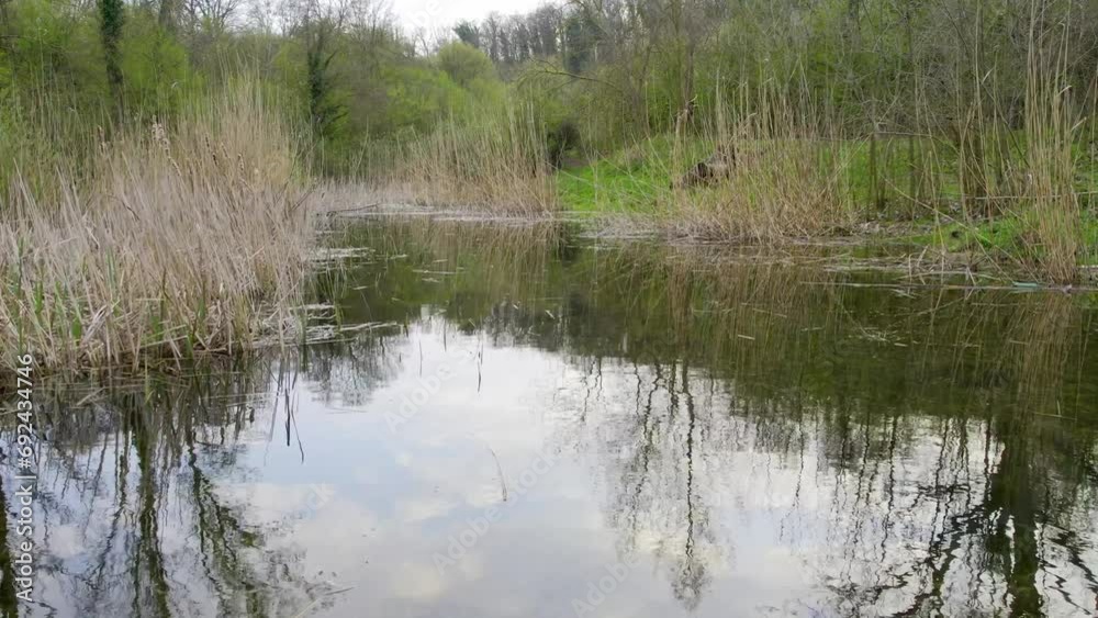 Small lake hidden in reeds and grass reflection cloudy sky Small lake hidden in reeds and grass reflection cloudy sky