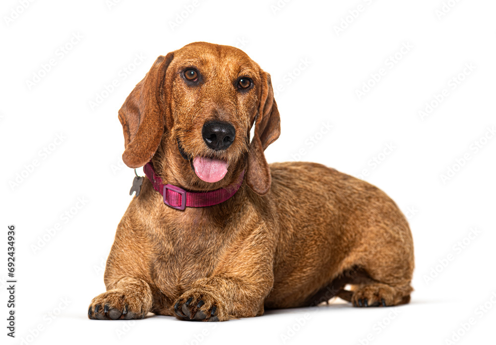 Dachshund lying down wearing a red collar, panting, isolated on white