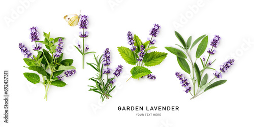 Lavender, sage, melissa, rosemary and oregano set isolated on white background.
