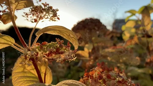 Inflorescences of dried hydrangea flowers in the park. Autumn winter garden. Golden hour. For video presentation, advertising.