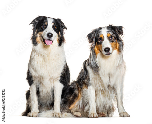 Two Australian Shepherds Panting, isolated on white © Eric Isselée