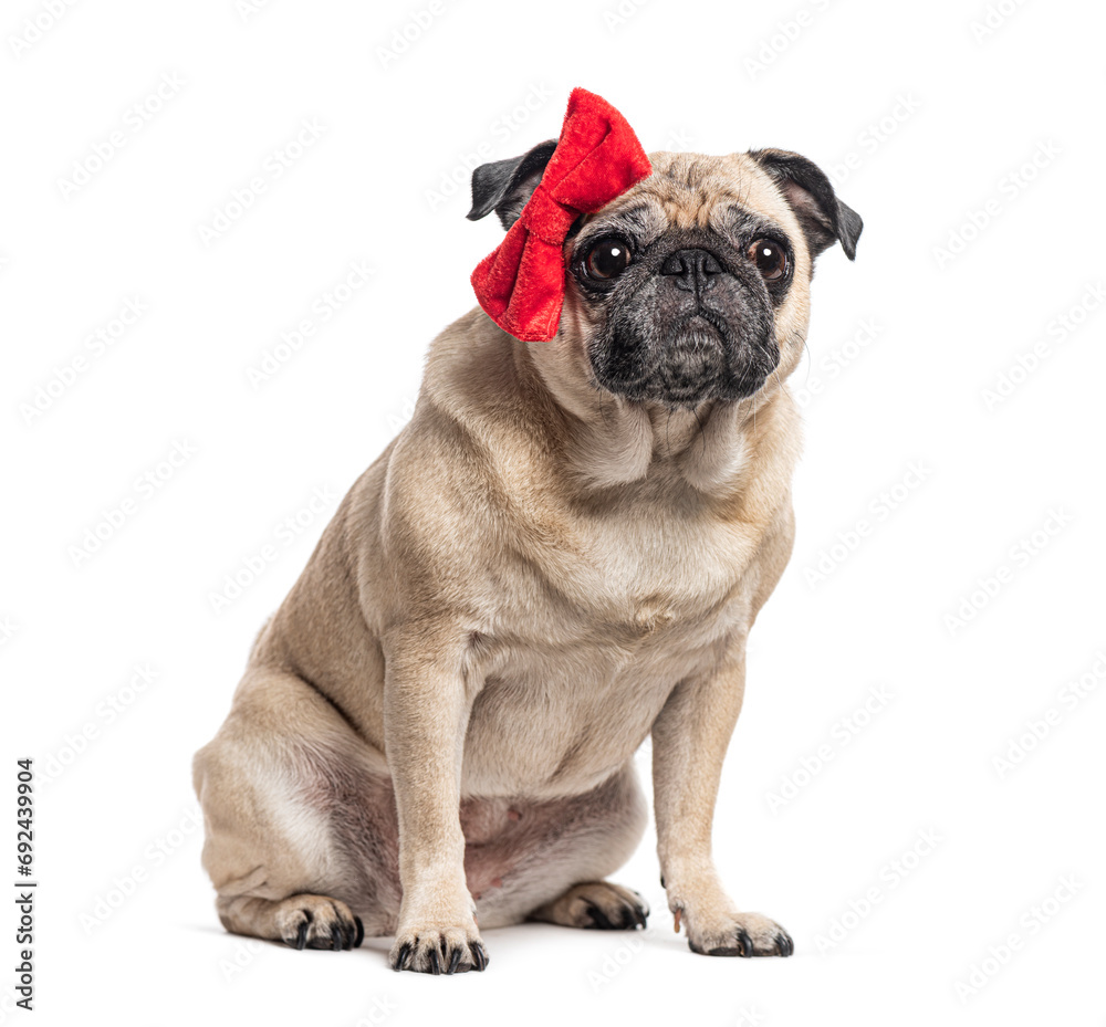 Sitting Pug with a red bow, isolated on white