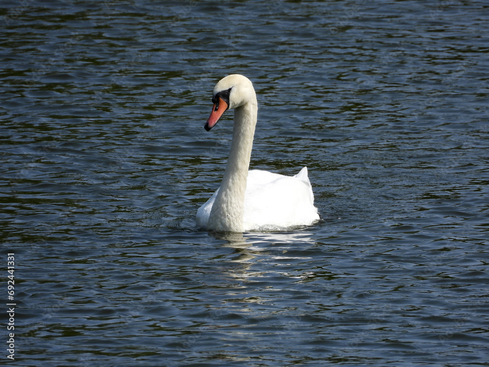 Fototapeta premium white swans swimming in the river in sunlight 