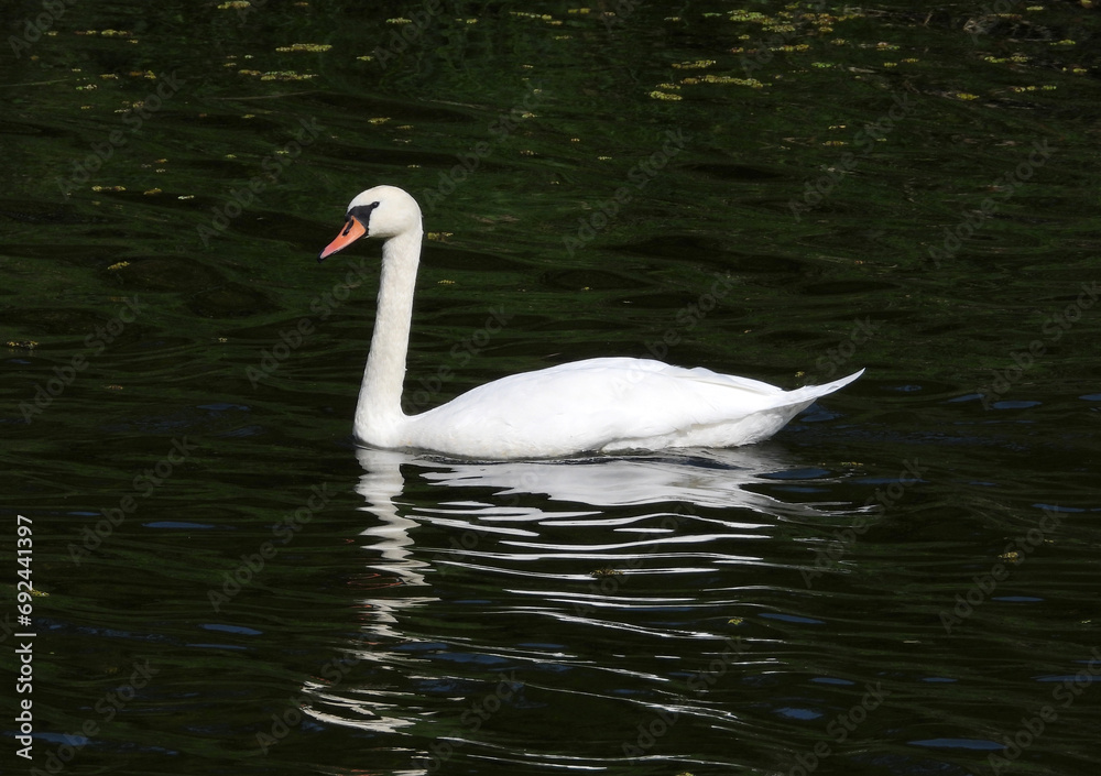 white swans swimming in the river in sunlight white swans swimming in the river in sunlight