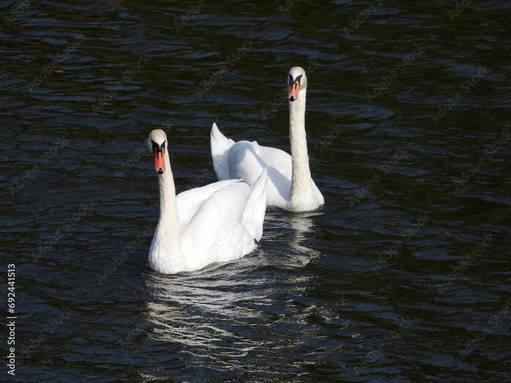 Obraz premium white swans swimming in the river in sunlight 