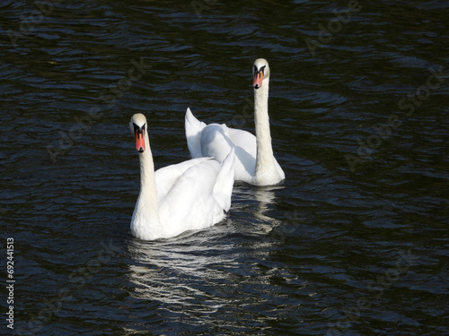 white swans swimming in the river in sunlight 