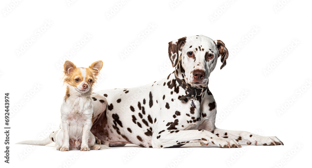 Dalmatien and chihuahua together, isolated on white