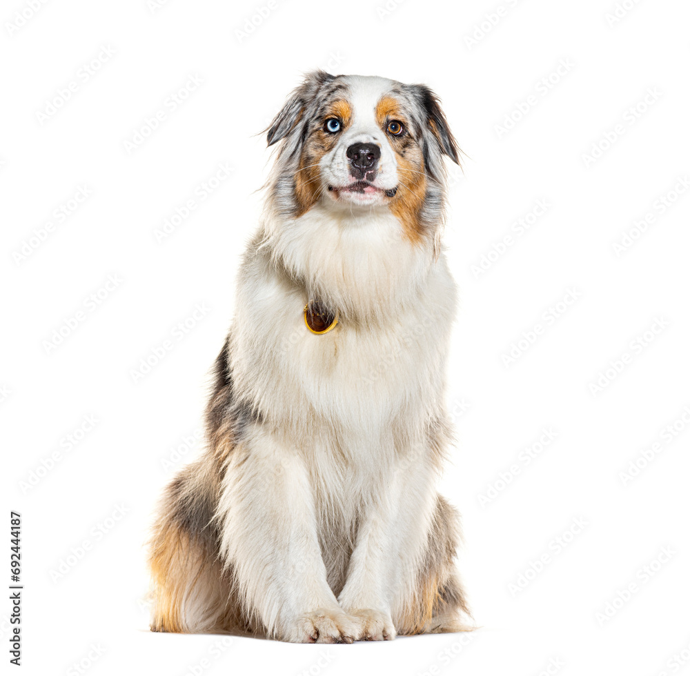Red merle Australian Shepherd wearing a collar, isolated on white Red merle Australian Shepherd wearing a collar, isolated on white