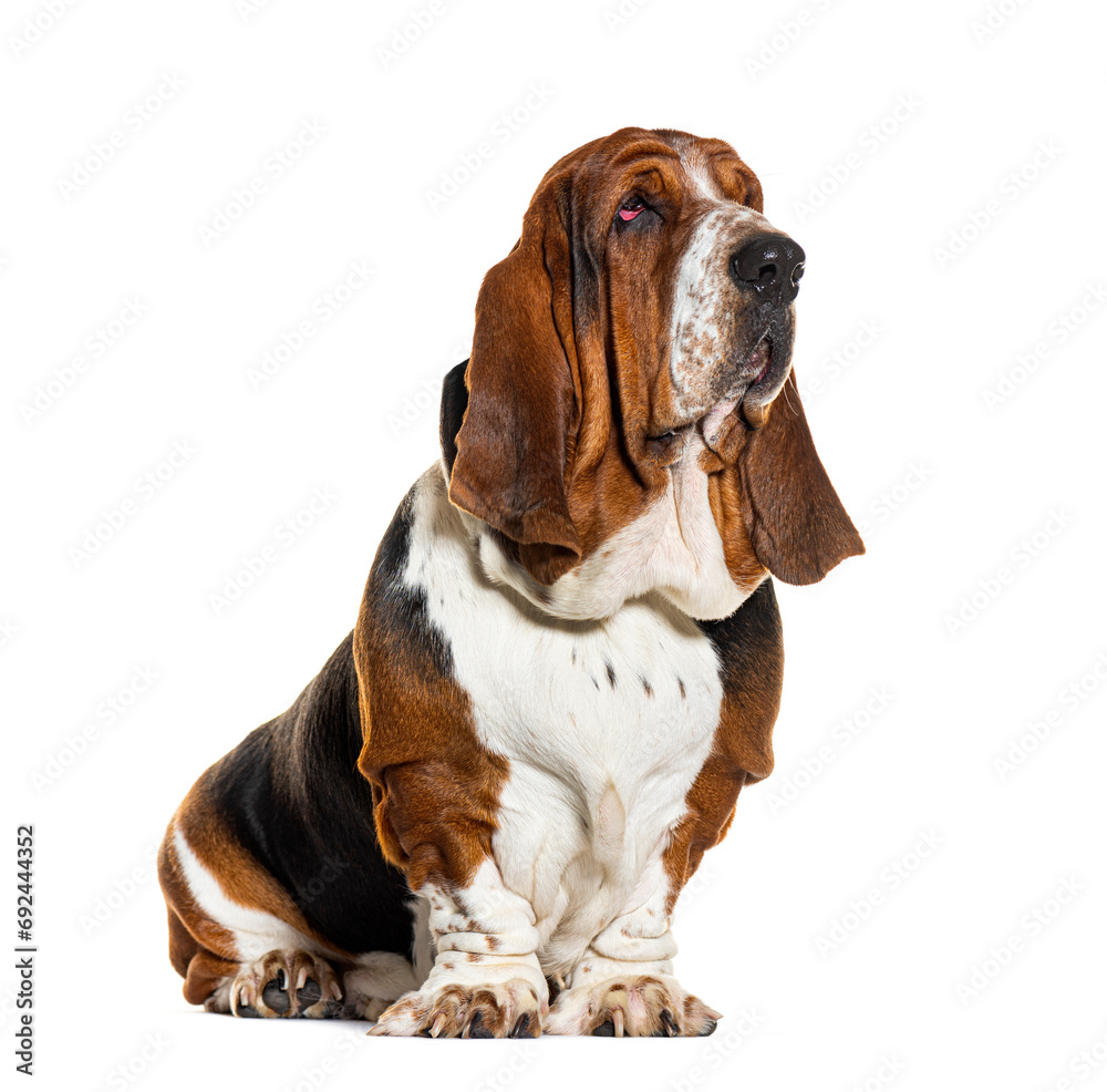 Sitting Basset hound, isolated on white