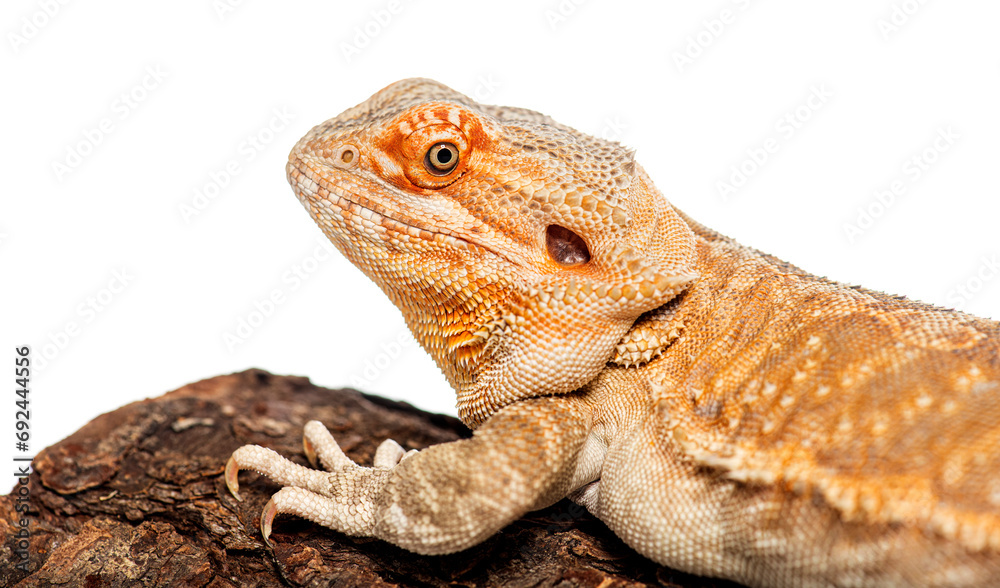 Obraz premium Pogona vitticeps resting on a wooden branch, isolated on white