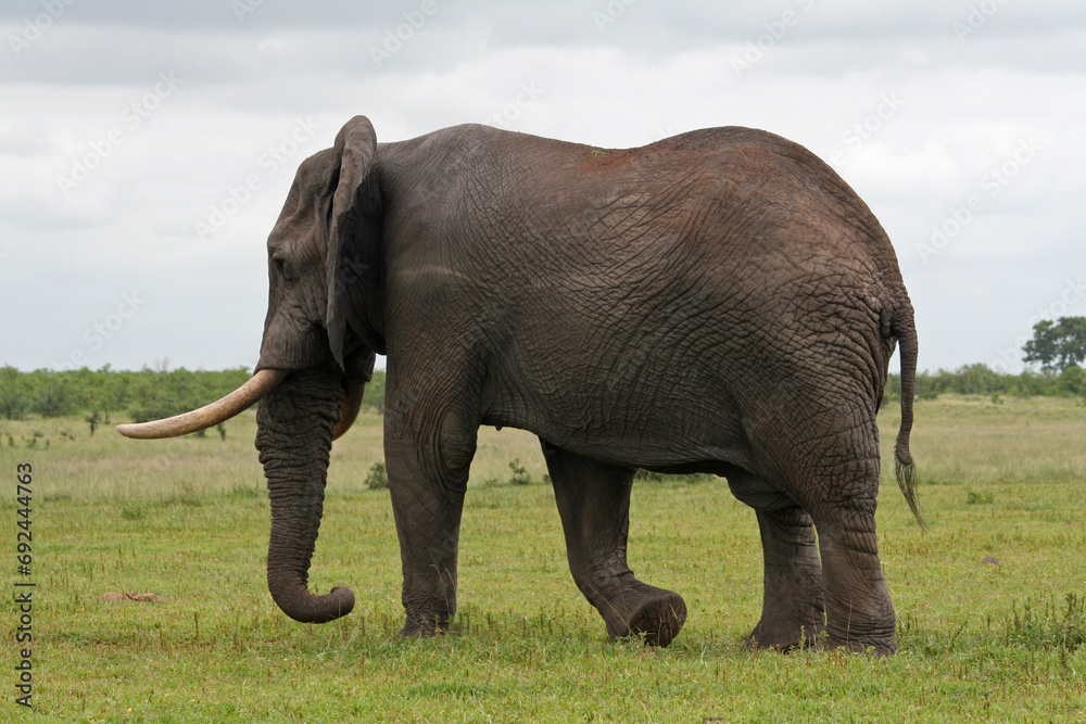 Fototapeta premium Magnificent African elephant walking in Kruger National Park, South Africa