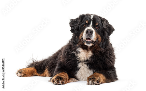 Old Bernese mountain dog, isolated on white © Eric Isselée