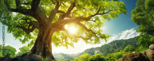 Panoramic illustration of beautiful old tree with lush green foliage in summer. © LeManna