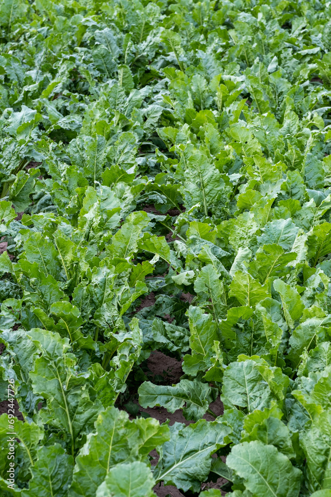 Fodder beet close-up on the field. Crop and farming. Beet plants in field.