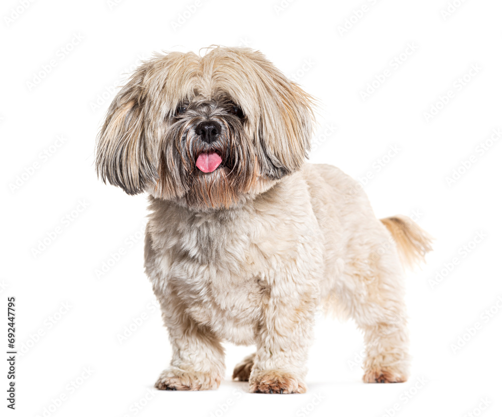 Standing Lhasa apso panting, isolated on white