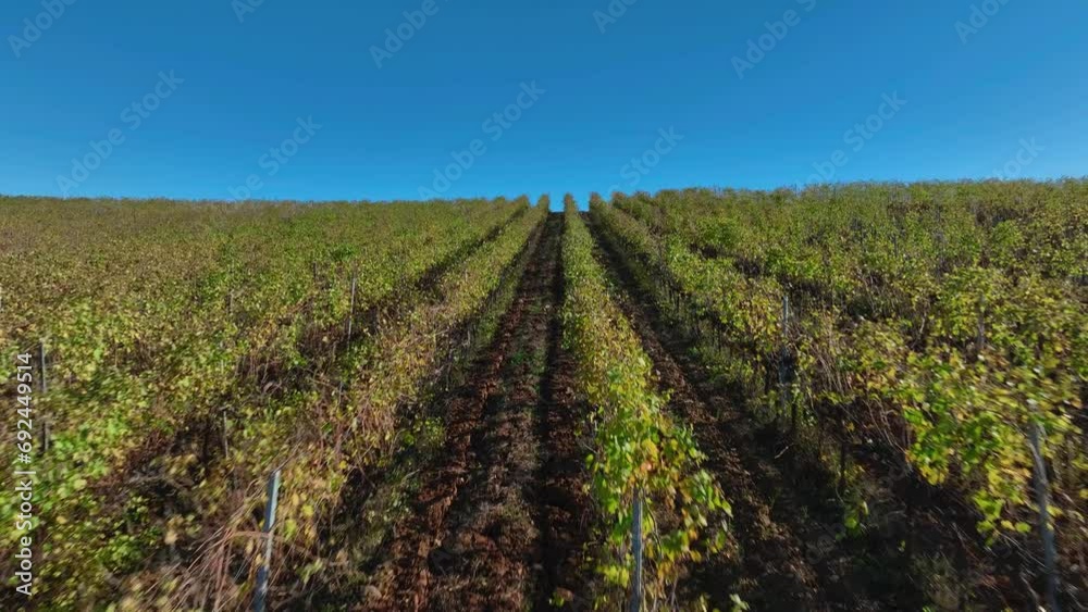 Aerial view of beautiful vineyards in Tuscany Aerial view of beautiful vineyards in Tuscany