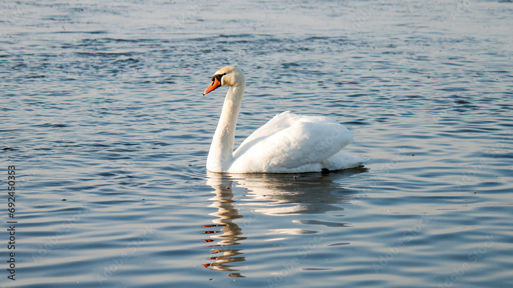 Fototapeta premium swan on the lake