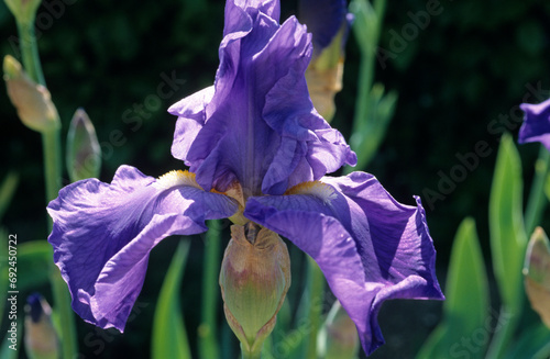 Iris x germanica 'Shipshape' , Iris photo