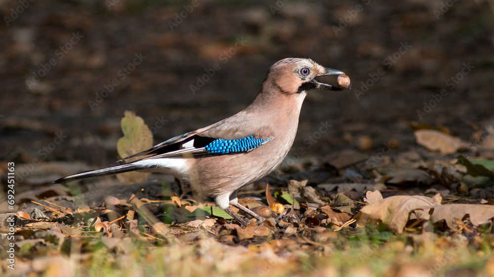 blue jay bird