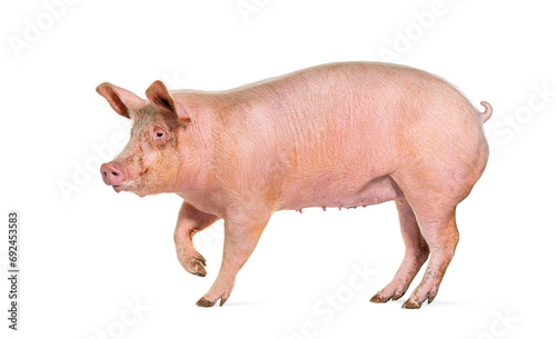 Side view of a Domestic pig walking, isolated on white photo
