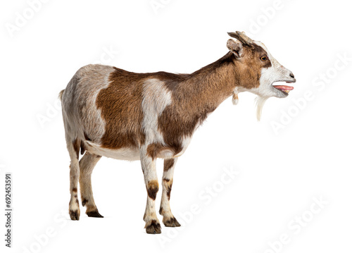 Canvas Print Tibetan Pigmy Goat bleating mouth open, isolated on white