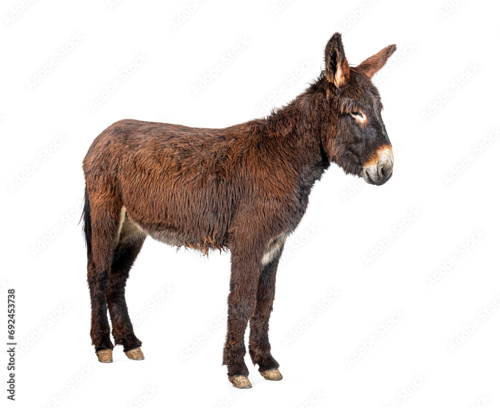 Side view of a Martina Franca donkey, isolated on white Side view of a Martina Franca donkey, isolated on white