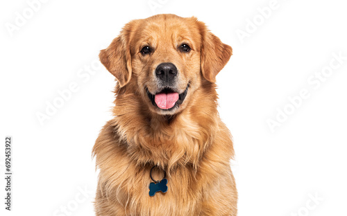 Head shot of a Happy panting Golden retriever dog looking at camera, wearing a collar and identification tag photo
