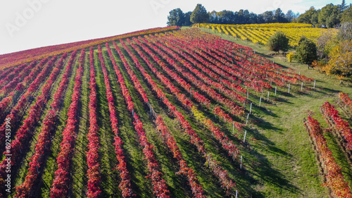 Foto lambrusco wine vineyards in autumn aerial landscape with drone castelvetro di mo