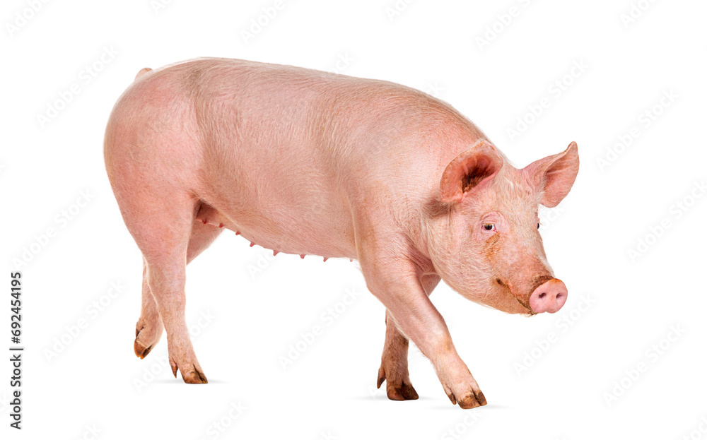 Side view of a Domestic pig, isolated on white Side view of a Domestic pig, isolated on white