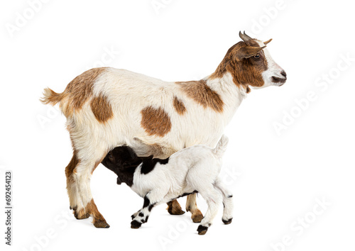 Female Tibetan Pigmy Goat with her kid suckling milk, isolated on white