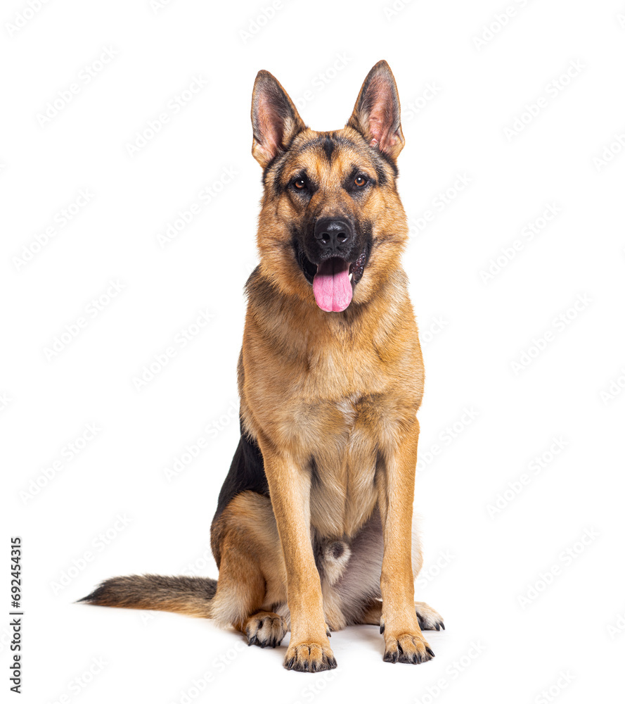 Sitting and panting German shepherd, isolated on white