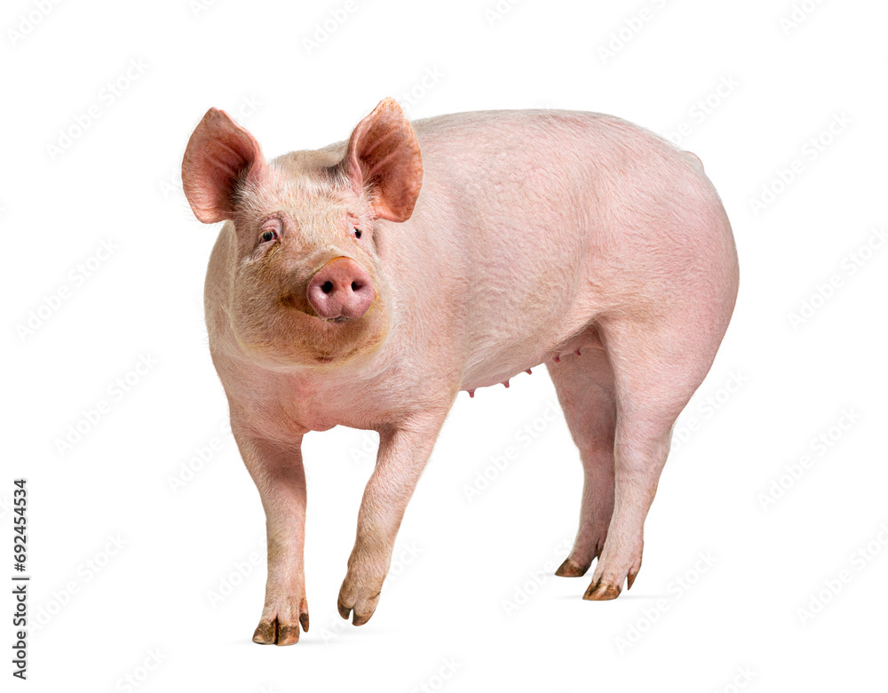Side view of a Domestic pig, isolated on white Side view of a Domestic pig, isolated on white