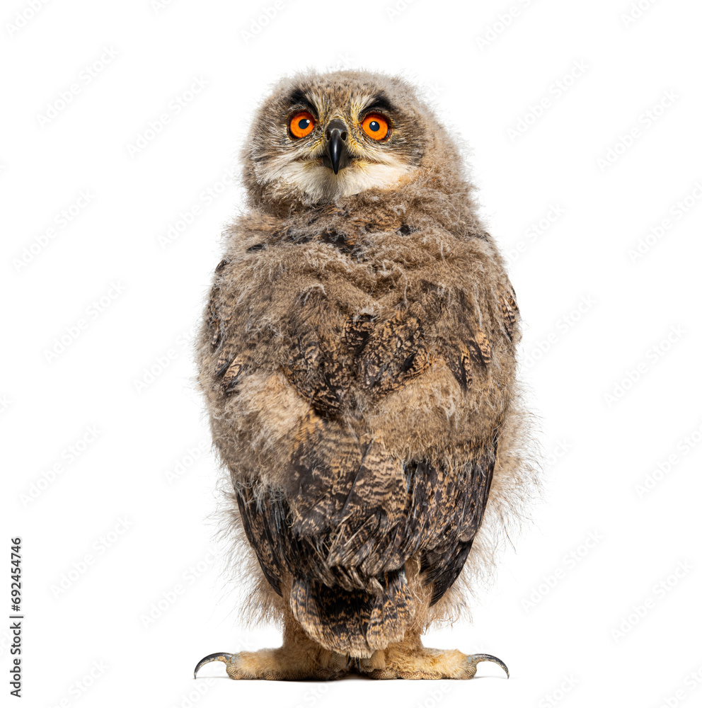 Naklejka premium Back view on a One month Eurasian Eagle-Owl chick turning his head towards the camera, isolated on white