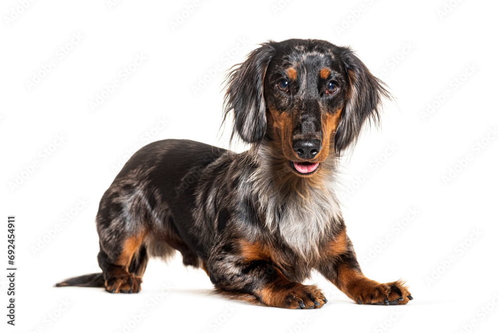 Blue merle Dachshund panting and looking at the camera, isolated on white
