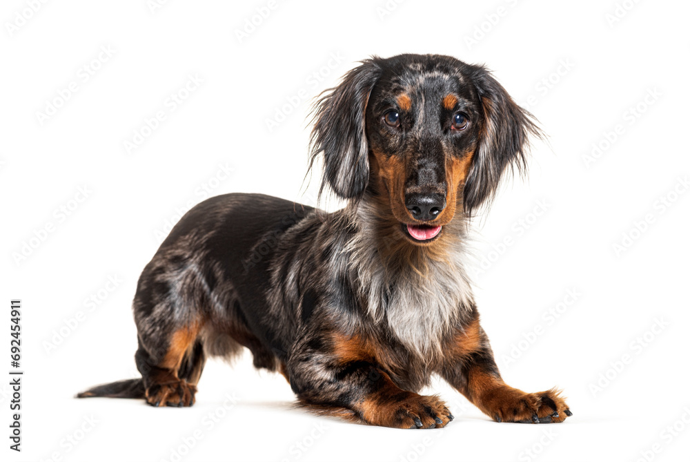 Blue merle Dachshund panting and looking at the camera, isolated on white Blue merle Dachshund panting and looking at the camera, isolated on white
