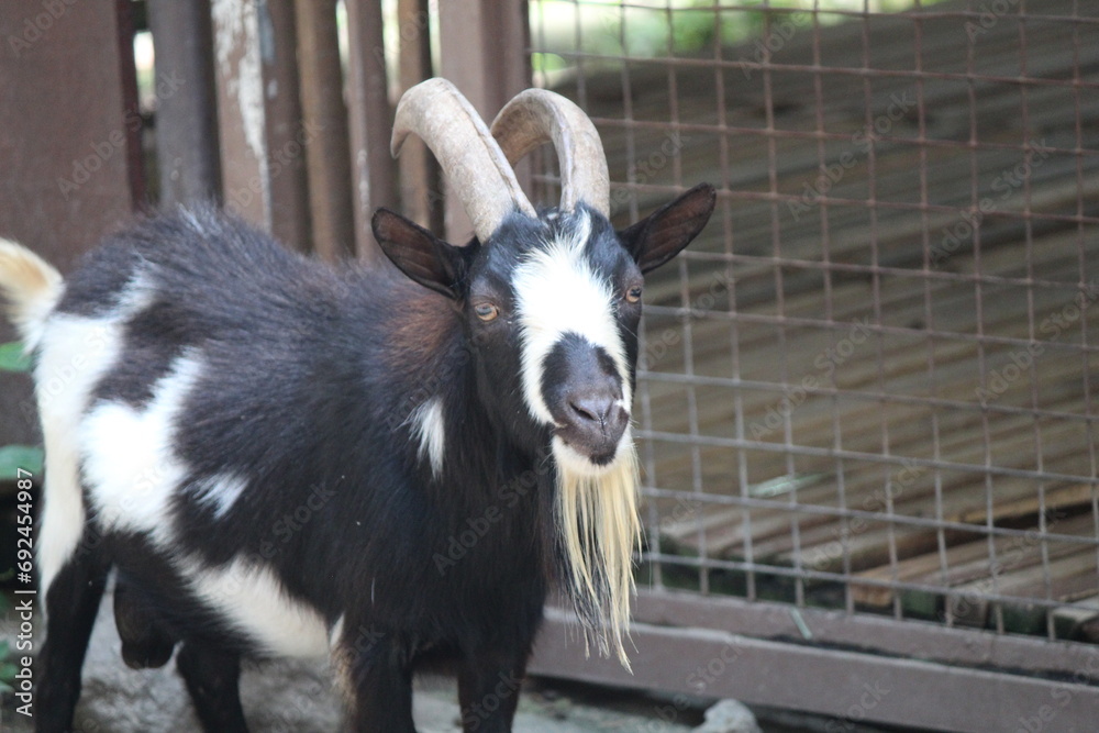 Capra aegagrus hircus, Dwarf goats have short legs and head, and a stocky, muscular body. Has a short body Capra aegagrus hircus, Dwarf goats have short legs and head, and a stocky, muscular body. Has a short body