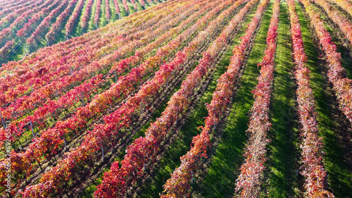 Bild auf Leinwand lambrusco wine vineyards in autumn aerial landscape with drone castelvetro di mo