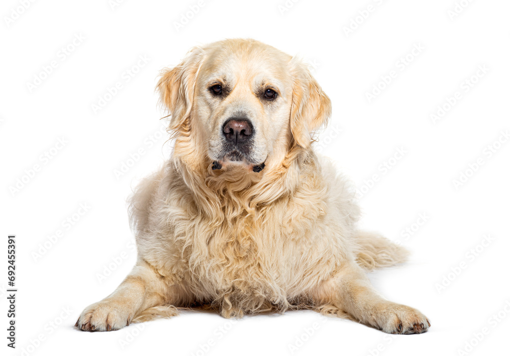 Golden retriever lying face down looking at the camera, isolated on white