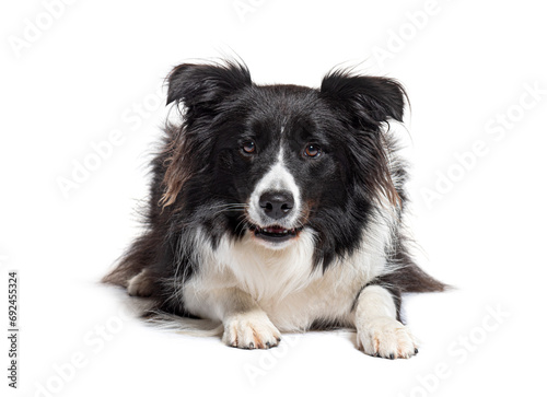border collie lying face down looking at the camera, isolated on white