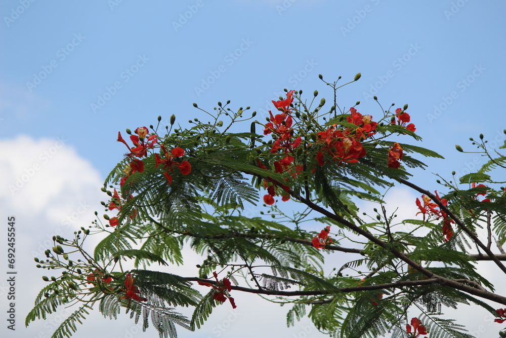 Close-up of a large tree with red flowers against a background of blue sky on a sunny morning Close-up of a large tree with red flowers against a background of blue sky on a sunny morning