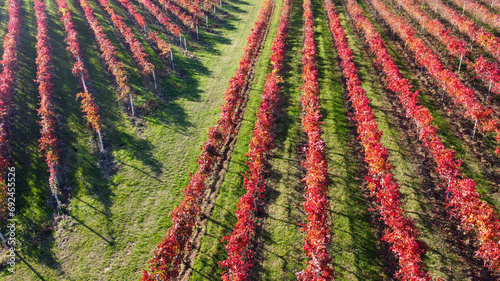 lambrusco wine vineyards in autumn aerial landscape with drone castelvetro di modena