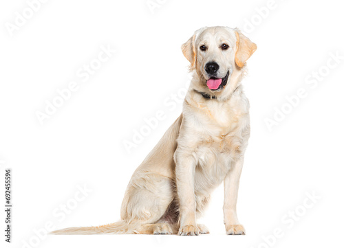 Side view of a sitting Golden retriever panting wearing a dog collar, isolated on white © Eric Isselée