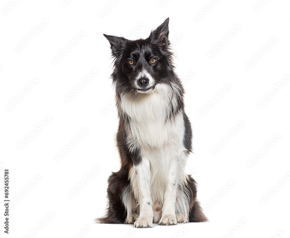 Black and white sitting Border collie with a piercing gaze, isolated on white