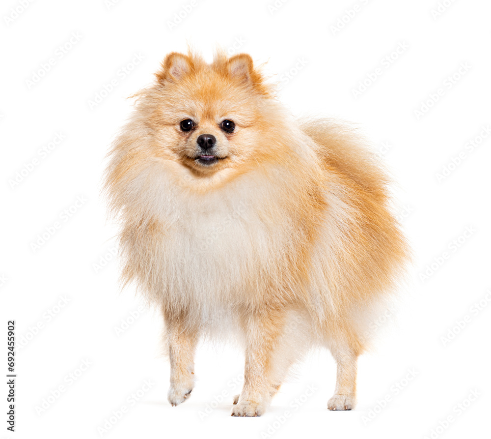 Pomeranian looking at the camera, isolated on white Pomeranian looking at the camera, isolated on white