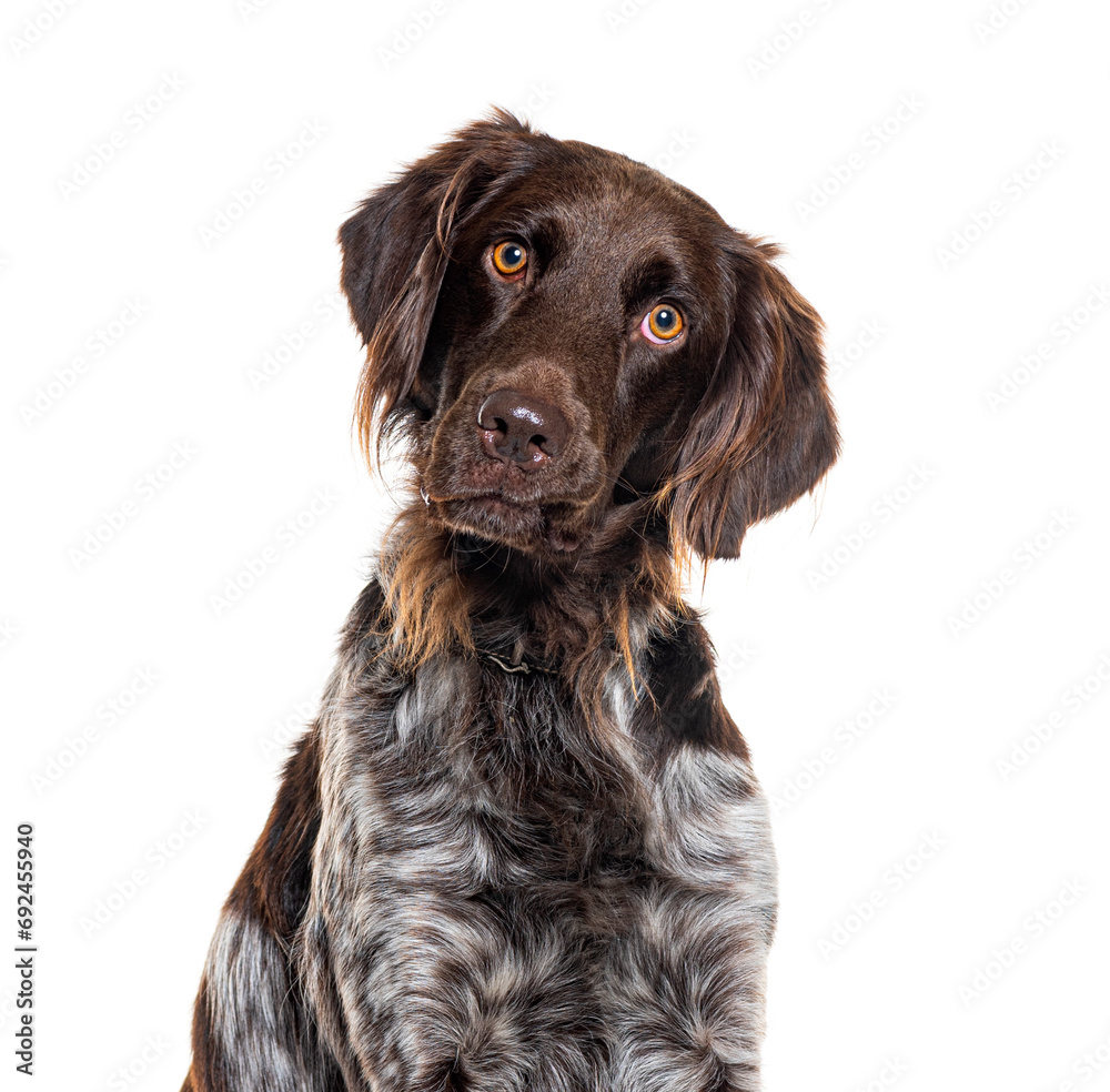 portrait of a Small Münsterländer dog looking at the camera, isolated on white