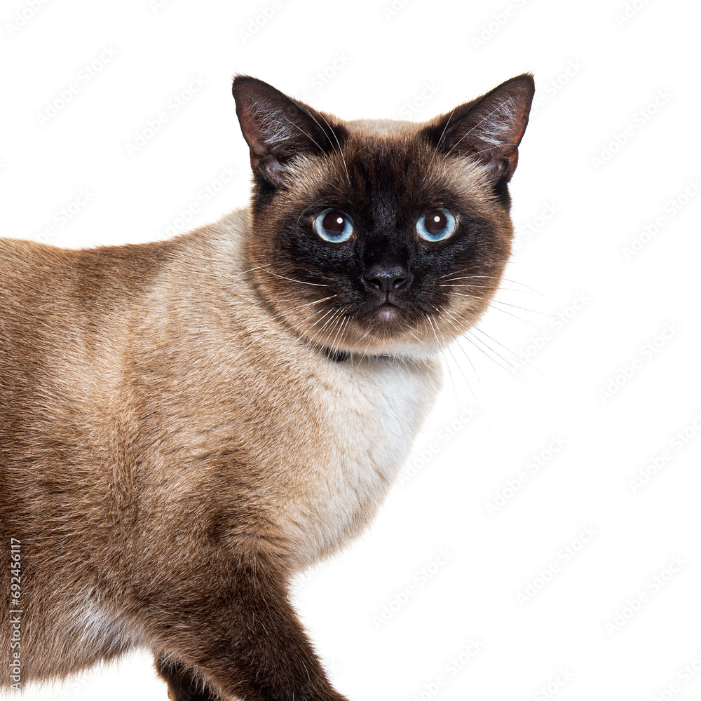 Crossbreed cat wearing a cat collar, isolated on white