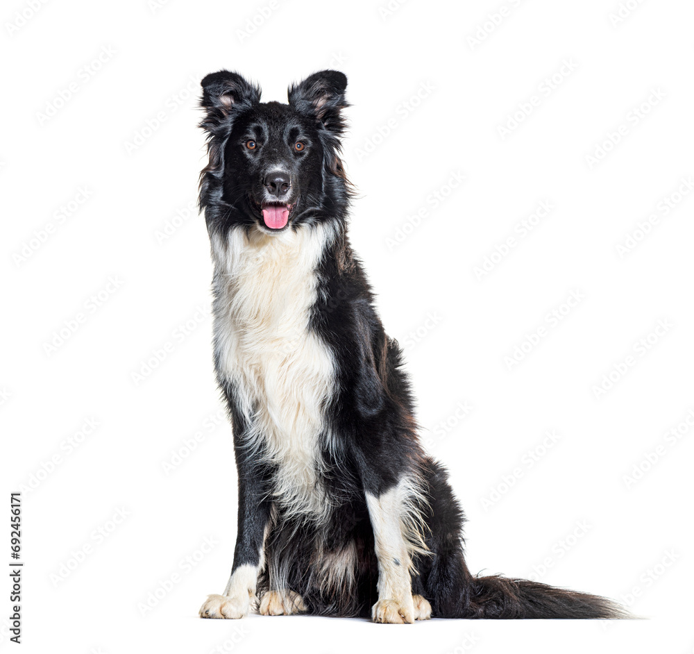 Sitting Black and white Border Collie panting, sitting, isolated on white